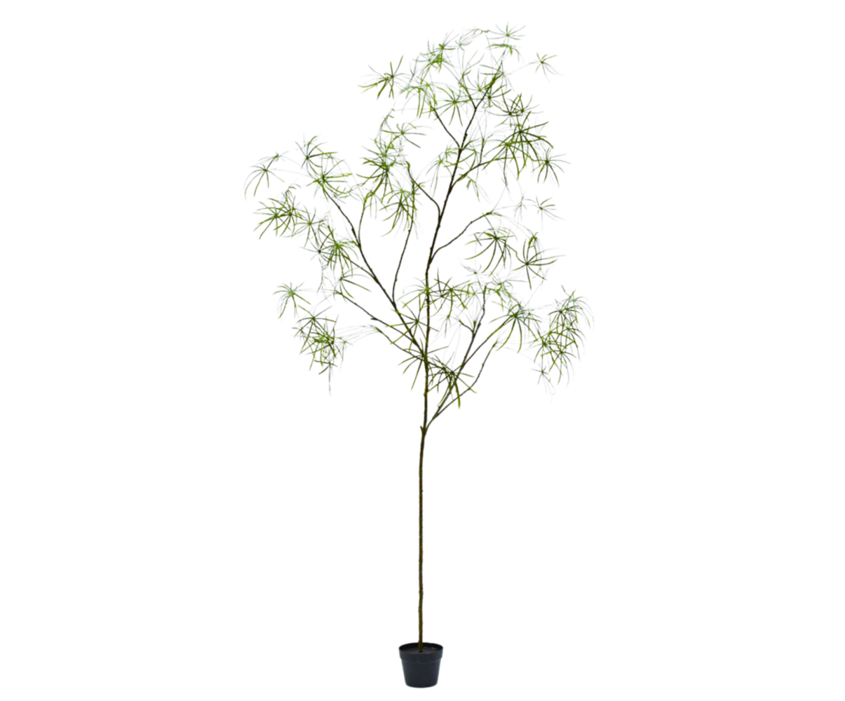 NU PUUR & GROEN DOMANI potte «Graz» naturhvit / inkludert Schefflera-planter fra Silk-Ka