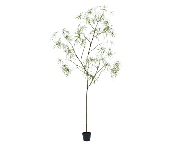 NU PUUR & GROEN DOMANI pot "Graz" natural white / inclusief Schefflera planten van Silk-Ka