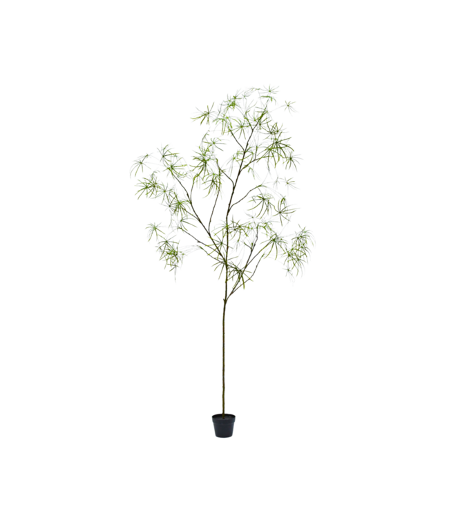 NU PUUR & GROEN DOMANI pot "Graz" natural white / inclusief Schefflera planten van Silk-Ka