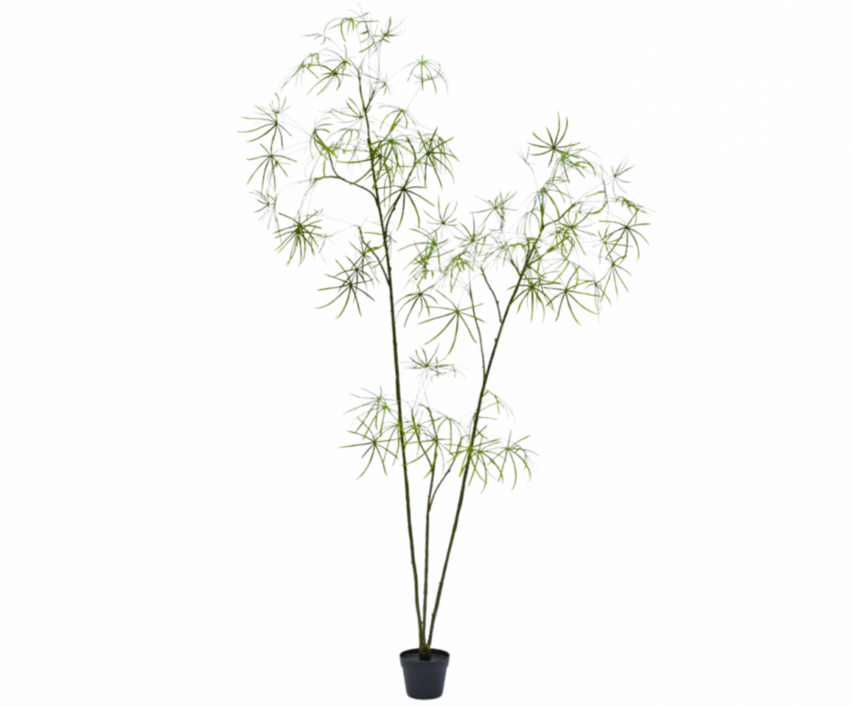 NU PUUR & GROEN Maceta DOMANI "Graz" blanco natural / incluye plantas Schefflera de Silk-Ka