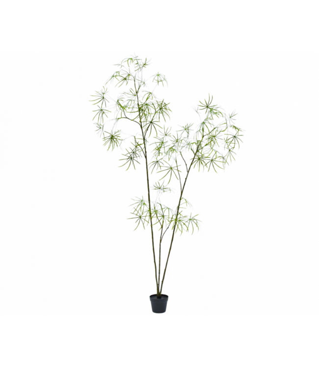 NU PUUR & GROEN DOMANI pot "Graz" natural white / inclusief Schefflera planten van Silk-Ka