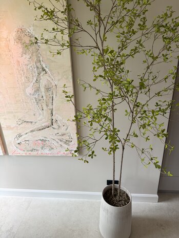 NU PUUR & GROEN Vaso DOMANI "Bastia" tela / con alberi di Bucida di Silk-Ka