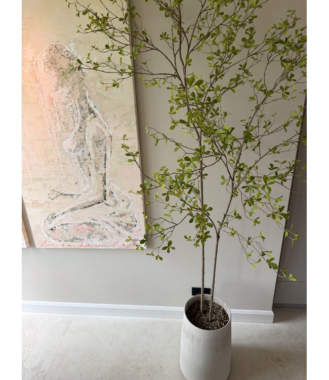 NU PUUR & GROEN DOMANI pot "Bastia" canvas / inclusief Bucida boompjes van Silk-Ka