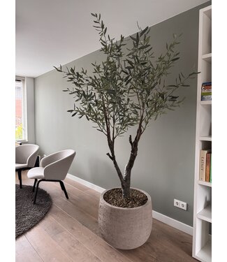 NU PUUR & GROEN Domani pot "Graz" natural grey / including olive tree by Silk-Ka