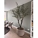 NU PUUR & GROEN Domani pot "Graz" natural grey / inclusief olijfboom van Silk-Ka