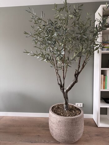 NU PUUR & GROEN Domani pot "Graz" natural grey / including olive tree by Silk-Ka