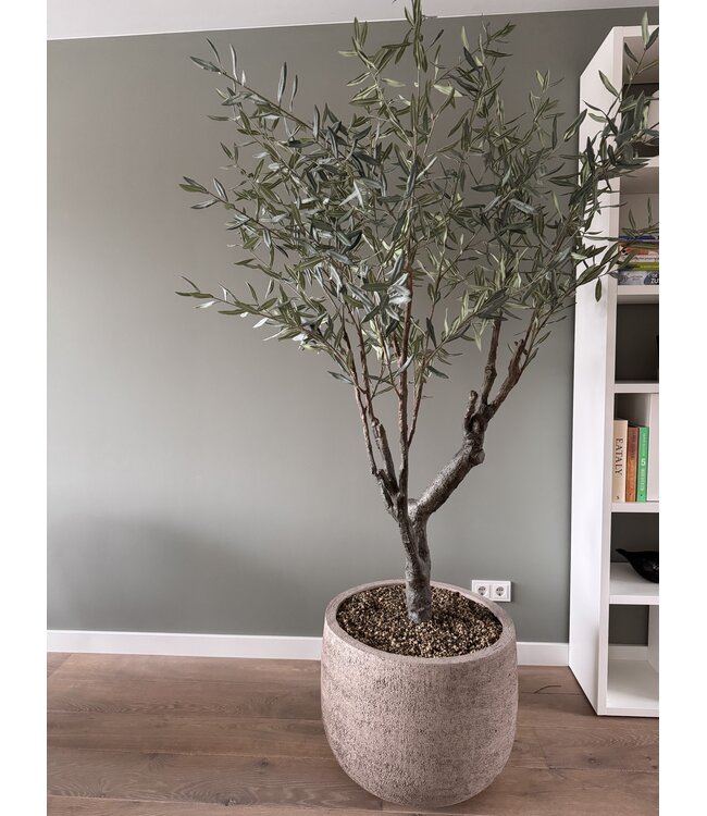NU PUUR & GROEN Domani pot "Graz" natural grey / inclusief olijfboom van Silk-Ka