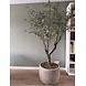 NU PUUR & GROEN Domani pot "Graz" natural grey / including olive tree by Silk-Ka