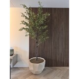 NU PUUR & GROEN Domani-potte «BILBAO» naturhvit / inkludert Bucida-tre fra Silk-Ka