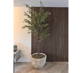 NU PUUR & GROEN Domani-potte «BILBAO» naturhvit / inkludert Bucida-tre fra Silk-Ka