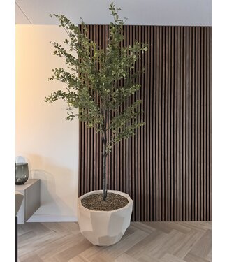 NU PUUR & GROEN Domani pot "BILBAO" natural white / including Bucida tree from Silk-Ka