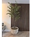 NU PUUR & GROEN Maceta Domani "BILBAO" blanco natural / incluye árbol Bucida de Silk-Ka