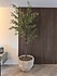 Domani pot "BILBAO" natural white / inclusief Bucida boom van Silk-Ka