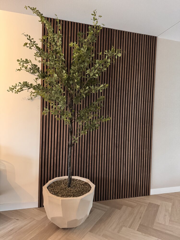 NU PUUR & GROEN Domani-Topf "BILBAO" naturweiß / einschließlich Bucida-Baum von Silk-Ka