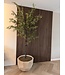 NU PUUR & GROEN Domani pot "BILBAO" natural white / inclusief Bucida boom van Silk-Ka