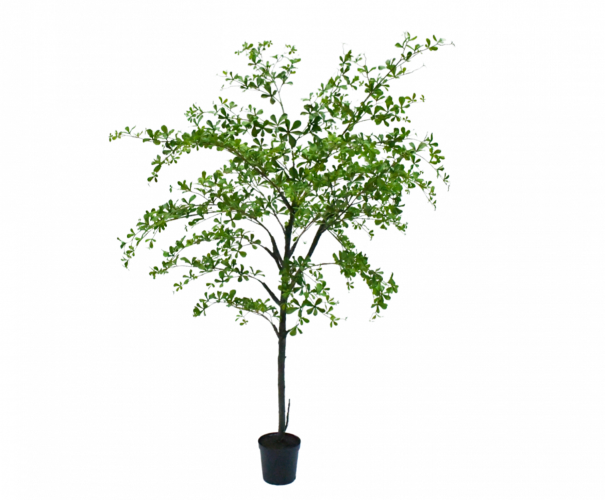 NU PUUR & GROEN Maceta Domani "BILBAO" blanco natural / incluye árbol Bucida de Silk-Ka