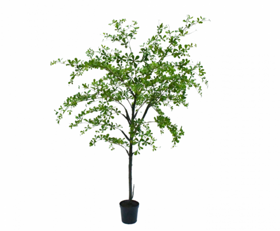 NU PUUR & GROEN Maceta Domani "BILBAO" blanco natural / incluye árbol Bucida de Silk-Ka