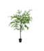 NU PUUR & GROEN Domani pot "BILBAO" natural white / inclusief Bucida boom van Silk-Ka
