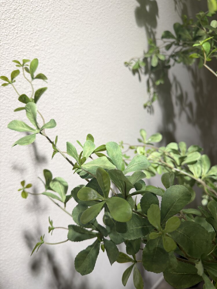 NU PUUR & GROEN Domani pot "BILBAO" natural white / inclusief Bucida boom van Silk-Ka