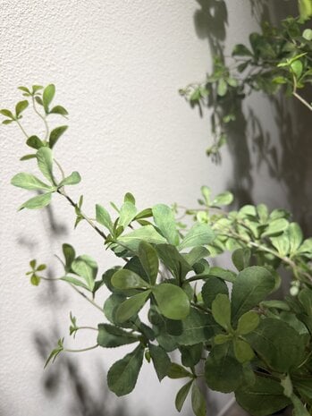 NU PUUR & GROEN Domani pot "BILBAO" natural white / inclusief Bucida boom van Silk-Ka