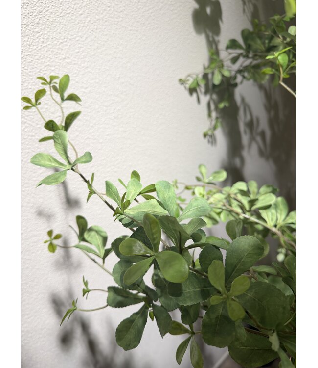 NU PUUR & GROEN Domani pot "BILBAO" natural white / inclusief Bucida boom van Silk-Ka