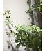 NU PUUR & GROEN Domani pot "BILBAO" natural white / inclusief Bucida boom van Silk-Ka