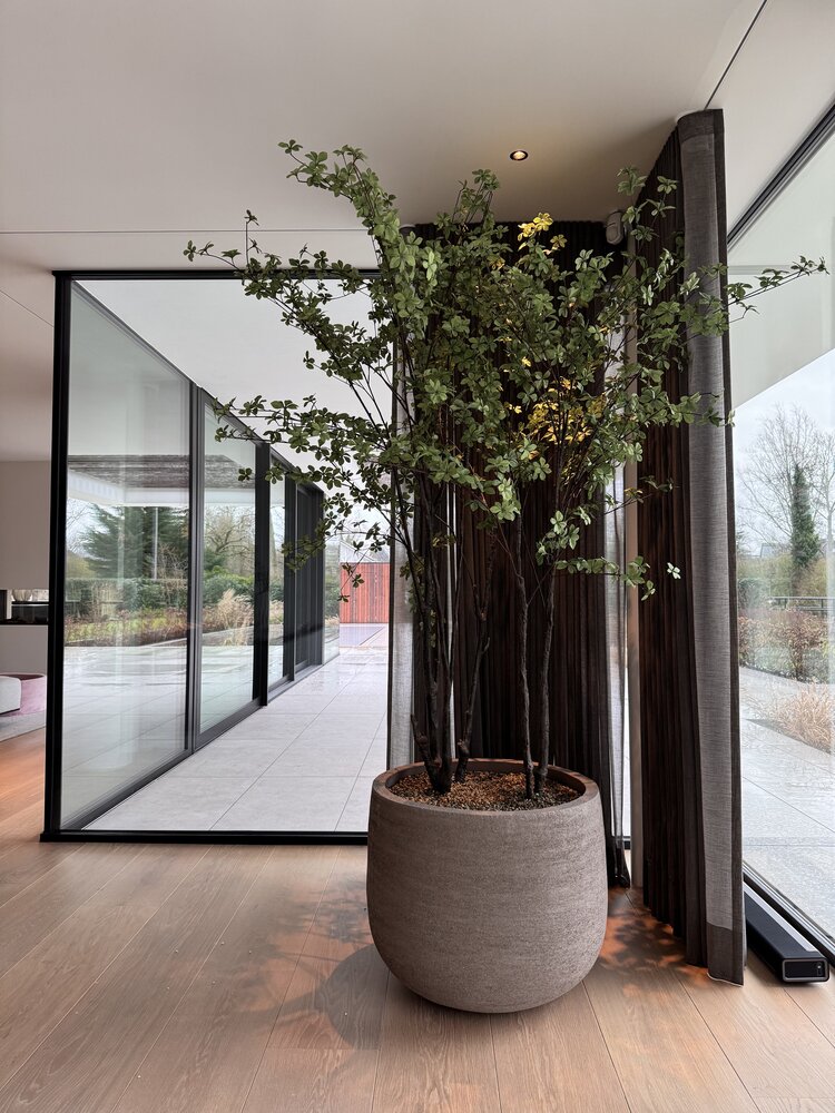 NU PUUR & GROEN Domani pot "Graz" natural grey / including Bucida trees from Silk-Ka