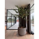 NU PUUR & GROEN Maceta Domani "Graz" gris natural / incluye árboles Bucida de Silk-Ka