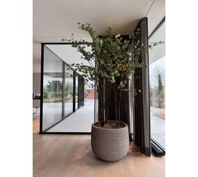 NU PUUR & GROEN Pot Domani « Graz » gris naturel / comprenant des arbres Bucida de Silk-Ka