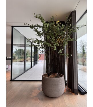 NU PUUR & GROEN Domani pot "Graz" natural grey / including Bucida trees from Silk-Ka