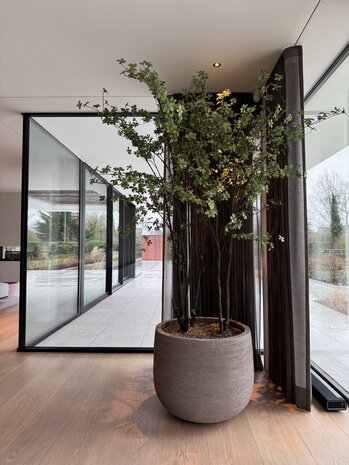 NU PUUR & GROEN Domani pot "Graz" natural grey / including Bucida trees from Silk-Ka