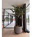 NU PUUR & GROEN Domani pot "Graz" natural grey / inclusief Bucida bomen van Silk-Ka