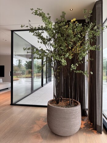 NU PUUR & GROEN Domani pot "Graz" natural grey / inclusief Bucida bomen van Silk-Ka