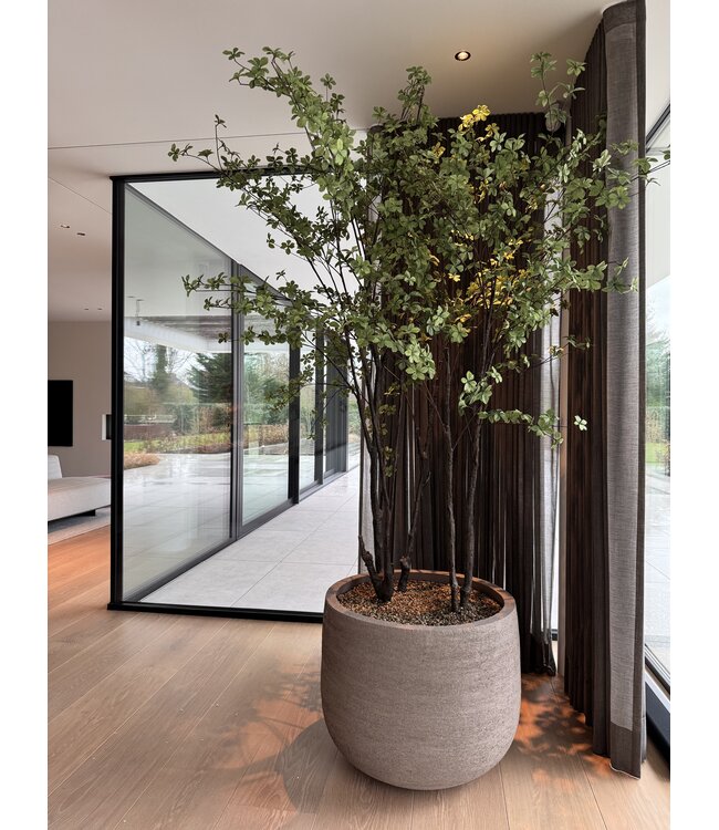 NU PUUR & GROEN Domani pot "Graz" natural grey / inclusief Bucida bomen van Silk-Ka
