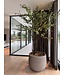 NU PUUR & GROEN Domani pot "Graz" natural grey / inclusief Bucida bomen van Silk-Ka
