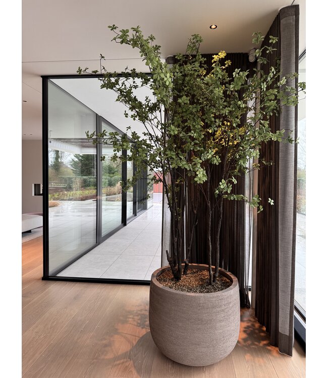 NU PUUR & GROEN Domani pot "Graz" natural grey / inclusief Bucida bomen van Silk-Ka
