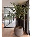 NU PUUR & GROEN Domani pot "Graz" natural grey / inclusief Bucida bomen van Silk-Ka