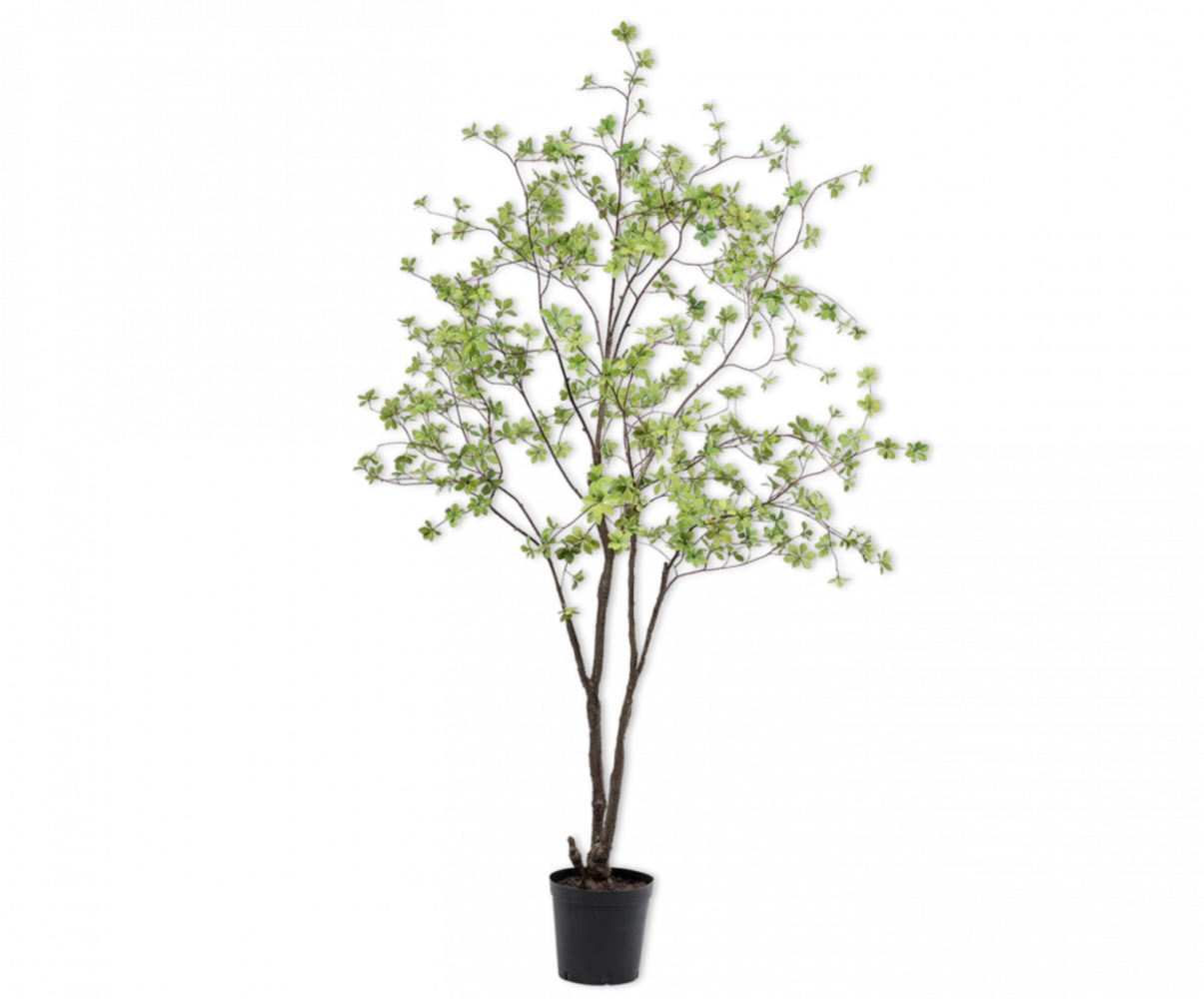 NU PUUR & GROEN Maceta Domani "Graz" gris natural / incluye árboles Bucida de Silk-Ka