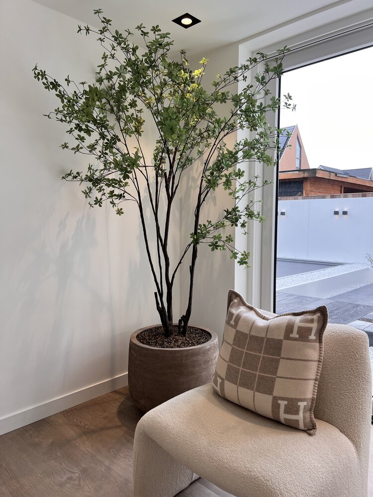 NU PUUR & GROEN Domani pot "Graz" natural grey / including Bucida tree from Silk-Ka
