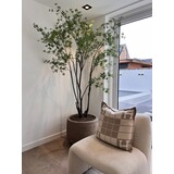 NU PUUR & GROEN Domani pot "Graz" natural grey / including Bucida tree from Silk-Ka