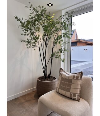 NU PUUR & GROEN Vaso Domani "Graz" grigio naturale / incluso albero Bucida di Silk-Ka