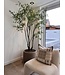 NU PUUR & GROEN Domani pot "Graz" natural grey / inclusief Bucida boom van Silk-Ka