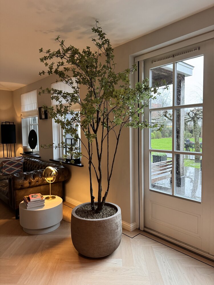 NU PUUR & GROEN Pot Domani « Graz » gris naturel / comprenant un arbre Bucida de Silk-Ka