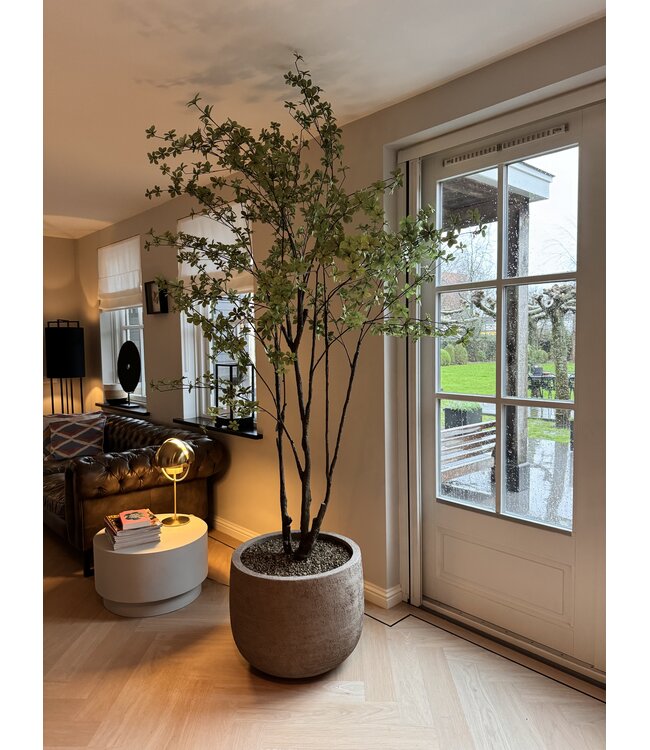 NU PUUR & GROEN Domani pot "Graz" natural grey / inclusief Bucida boom van Silk-Ka
