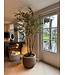 NU PUUR & GROEN Domani pot "Graz" natural grey / inclusief Bucida boom van Silk-Ka