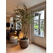NU PUUR & GROEN Domani pot "Graz" natural grey / including Bucida tree from Silk-Ka