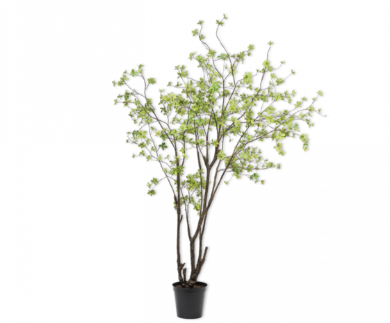 NU PUUR & GROEN Domani pot "Graz" natural grey / including Bucida tree from Silk-Ka