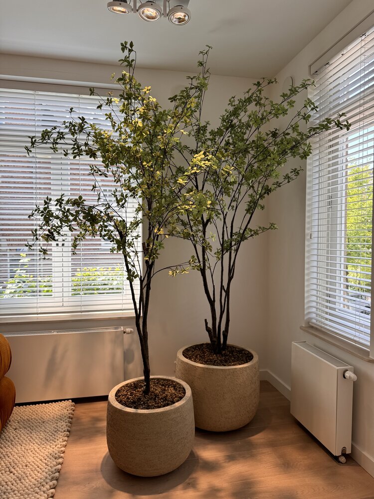 NU PUUR & GROEN Set of 2 Domani "GRAZ" pots natural white / including Bucida trees from Silk-Ka