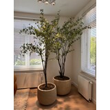 NU PUUR & GROEN Set aus 2 Domani "GRAZ"-Töpfen, naturweiß / inklusive Bucida-Bäumen von Silk-Ka