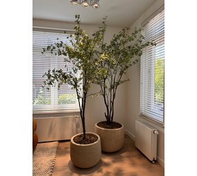 NU PUUR & GROEN Ensemble de 2 pots Domani « GRAZ » blanc naturel / comprenant des arbres Bucida de Silk-Ka